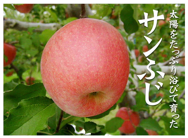 りんご サンふじ 青森産 5kg ご家庭用