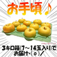 10月9日～発送！青森県産 りんご トキ 3kg箱 家庭用/訳あり ★トキ 家訳 3kg箱