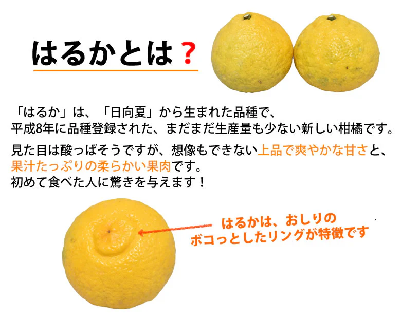 はるか みかん 送料無料 秀品 5kg S～2L 平成生まれの品種 はるかみかん ミカン 蜜柑