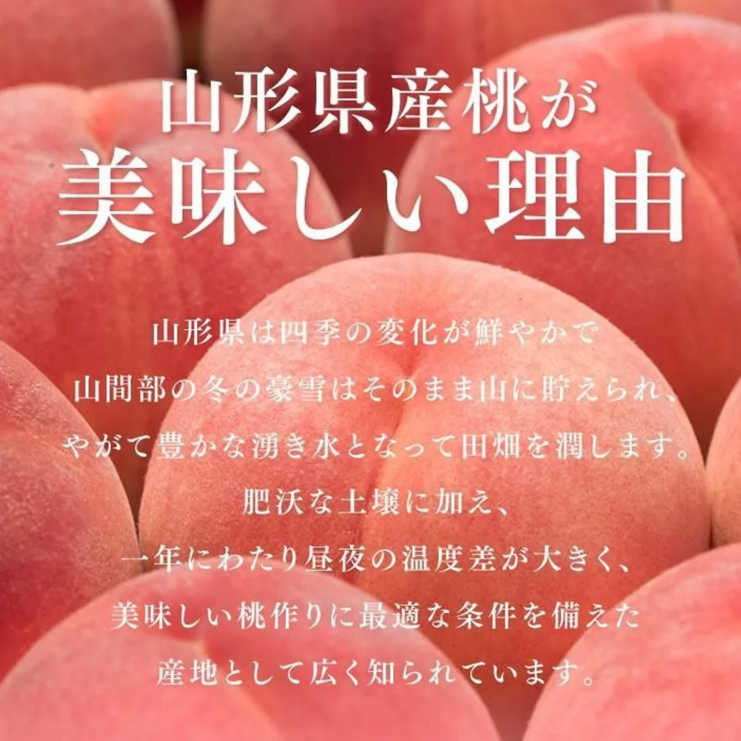 【順次出荷中！】 ご自宅用 訳あり 桃 白桃 約2kg 山形県産 旬の品種を厳選セレクト pc05