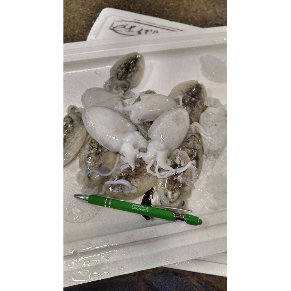 無添加 淡路島産お魚たっぷりパスタソース３種セット（ゴロゴロはものパスタソース 天然すずきのトマトソースのラグー はりいかゴロゴロのイカスミパスタソース）