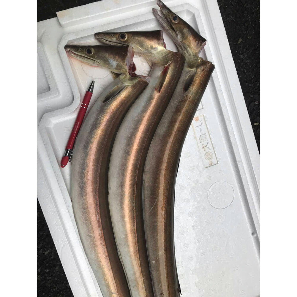 【3人シェア買いでお得】無添加 魚屋厳選魚介のオイル煮 3種セット（小あゆ はも まぐろ）