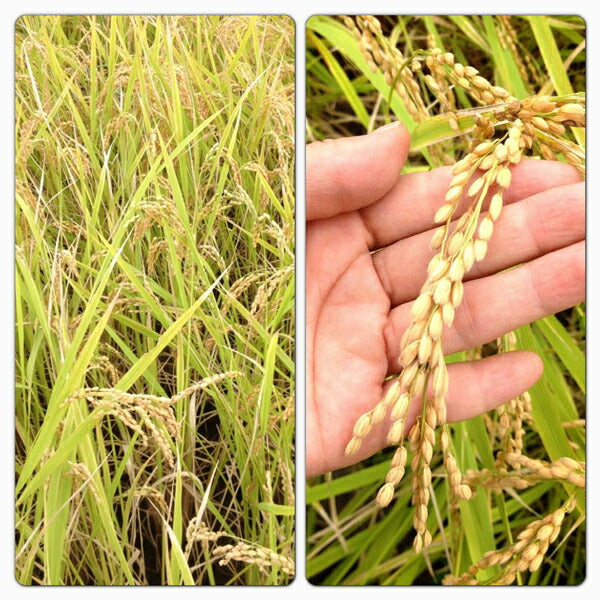 兵庫県 「むすびの匠米 5kg」【送料込み】