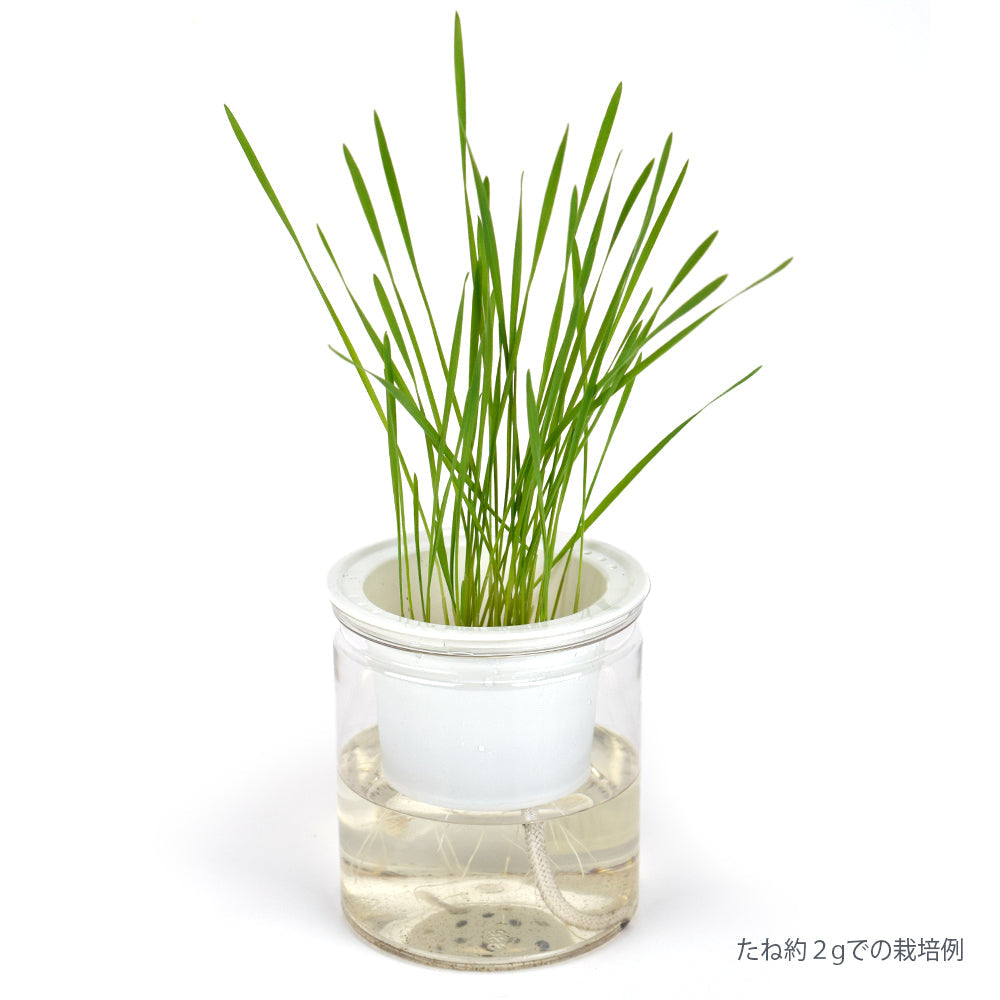 猫草 水耕栽培 ねこ草栽培セット（10回分）種20g ジフィ10個 容器2個[発送は翌年1月～となります。]