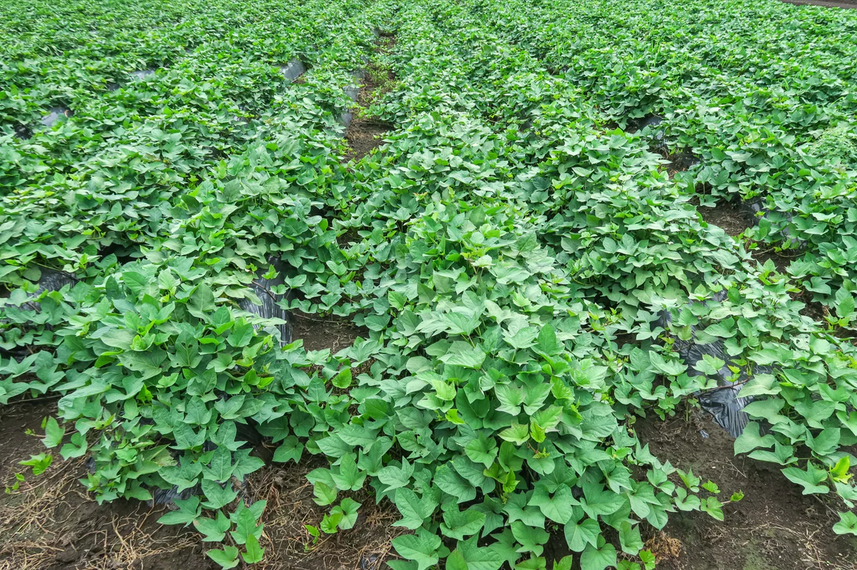 箱いっぱいシリーズ！房総野菜！シルクスイート　2キロ　詰め合わせ　さつまいも　甘くておいしいさつまいも　産地直送　産直　シルク2㎏