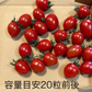 【予約】2027年1月以降より順次発送予定　家族の笑顔が広がる完熟ミニトマト「トマランタン」250g  （150g＋補償分100g）（補償分以上の不良は交換対応可能）　最低230g保証【カウシェファーム収穫対象商品】