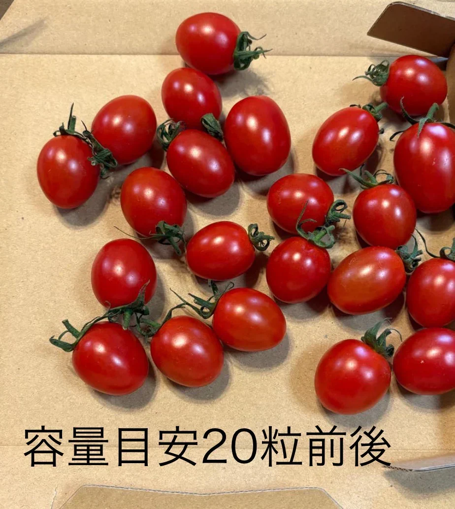 【予約】2027年1月以降より順次発送予定　家族の笑顔が広がる完熟ミニトマト「トマランタン」250g  （150g＋補償分100g）（補償分以上の不良は交換対応可能）　最低230g保証【カウシェファーム収穫対象商品】