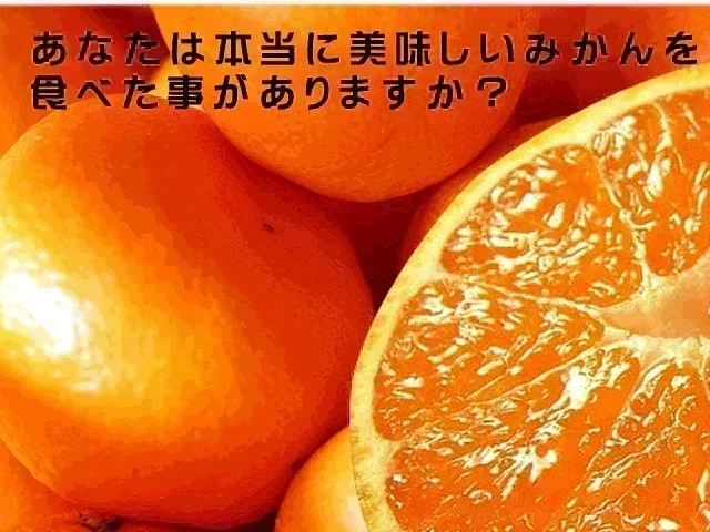 【11月上旬頃～12下旬頃順次発送】しおみかん  5kg みかん 熊本産 訳あり ご家庭用 80サイズ