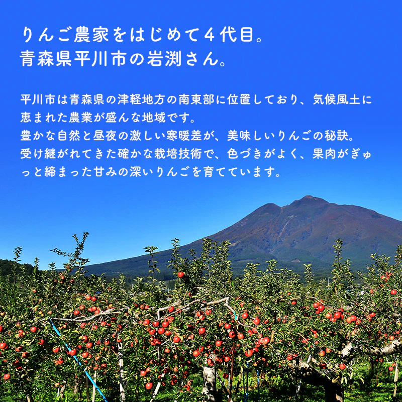 【ご予約順に発送中！】 ＼岩渕さんちの／ 青森県産 訳あり サンふじ ご家庭用 約10kg 林檎 りんご リンゴ 訳アリ 家庭用 青森 青森産 ふじ