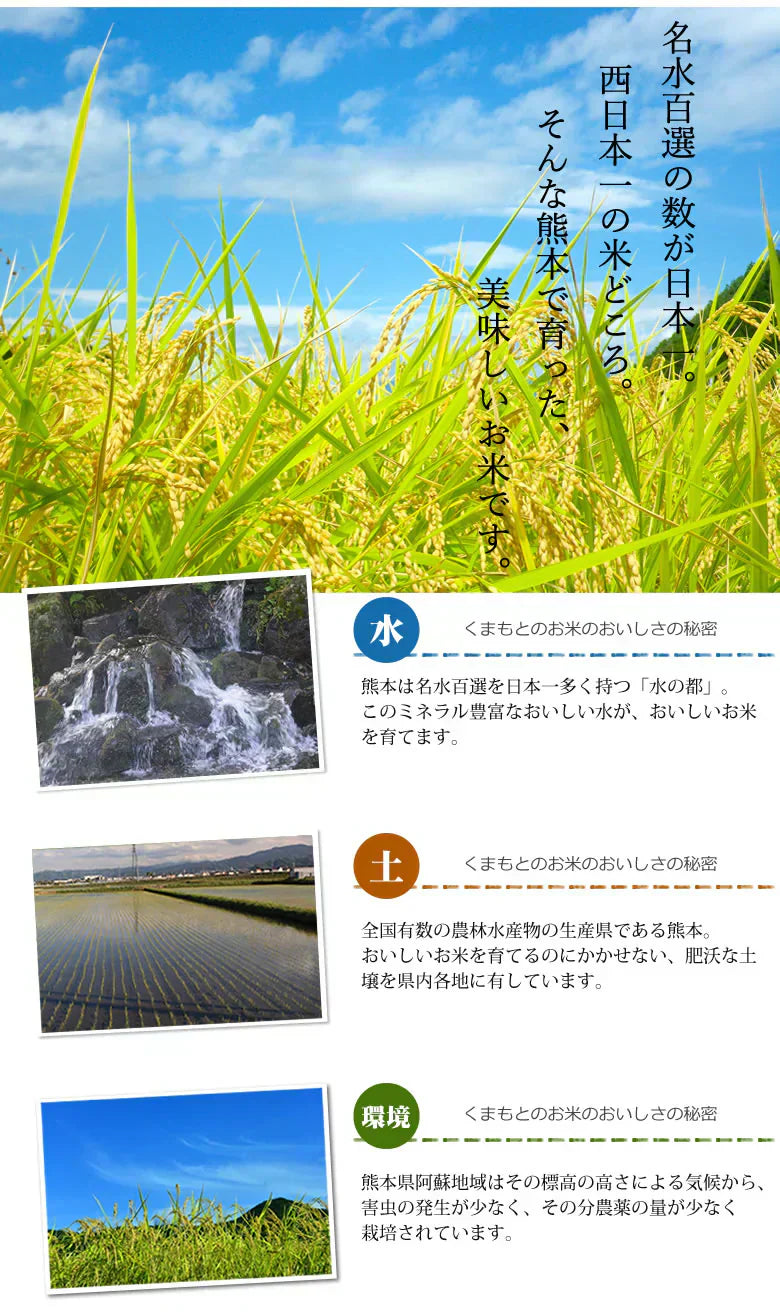 くまさんの輝き 無洗米 送料無料 計900g（300g×3袋） お試し 令和6年産 熊本県産 お米 白米 玄米 コシヒカリ ヒノヒカリ 森のくまさん