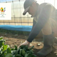 【2022年度 国内No.1獲得！】 クール便 市場直送！ 野菜セット 詰め合わせ 80サイズ箱 【 福袋 】玉ねぎ にんじん じゃがいも みかん 桃 シャインマスカット ギフト 食品 贈答 料理 フルーツ 果物