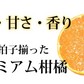 せとか みかん 送料無料 ハウス栽培 秀品 2kg 希少品種 熊本県産 蜜柑 清見 アンコール マーコット