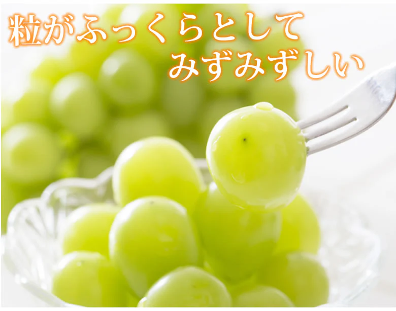 【9月上旬～中旬頃より順次出荷】ロザリオビアンコ ぶどう 送料無料 1kg 2～3房 〈クール便でお届け〉 福岡・熊本県産 マスカット 葡萄 ブドウ