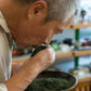 訳あり静岡茶100g×3 茎入茶葉 お茶 お茶の葉 日本茶 緑茶 一番茶 カテキン緑茶 深蒸し茶 お徳用 業務用【エコ得】