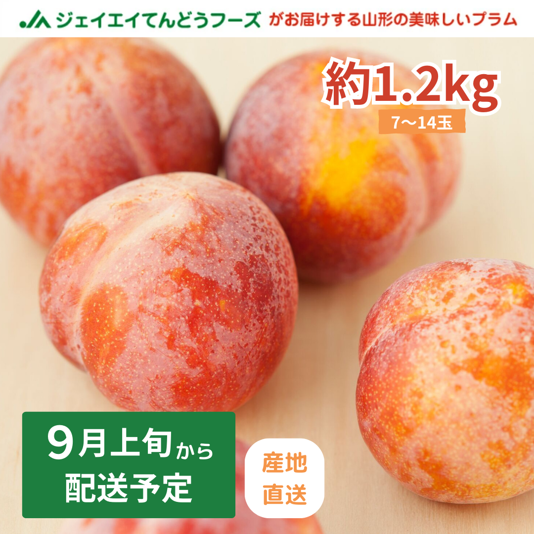 ［9月上旬より順次発送］プラム すもも 秋姫約1.2kg(6〜14玉) 山形県産 秀品 果物 フルーツ ギフト プレゼント JA共選品 ※一部地域は別途送料追加  【ゲリラセール】