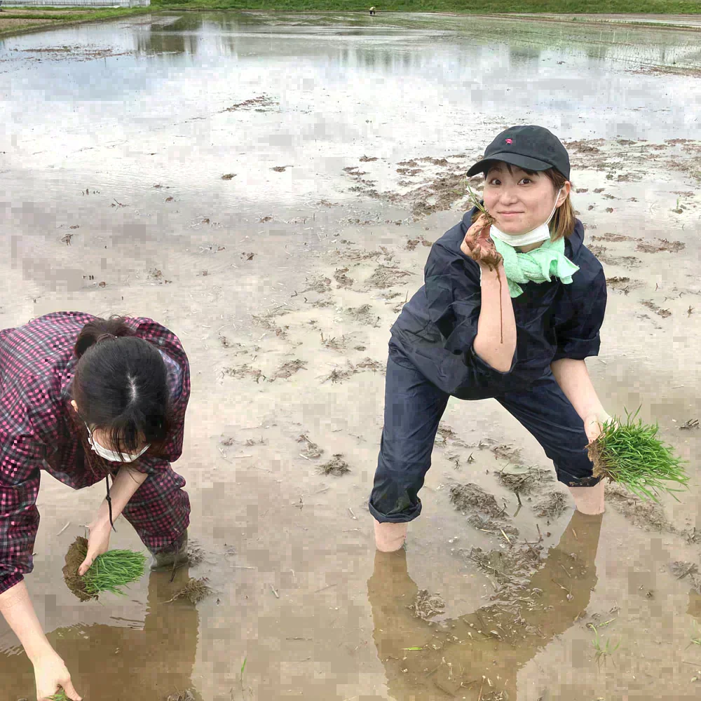 秋田県産 あきたこまち 無洗米20kg（5kg×4袋） 令和7年産 【古代米プレゼント付き】