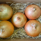〈国産〉北海道産 大玉玉ねぎ(約1.5kg/5玉)