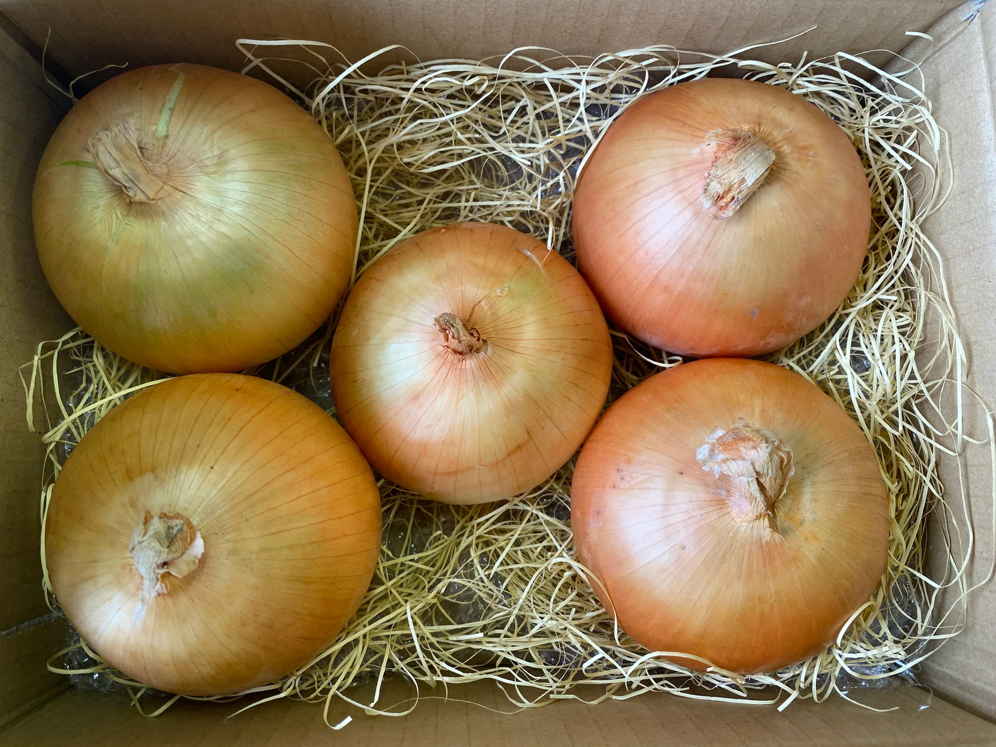 〈国産〉北海道産 大玉玉ねぎ(約1.5kg/5玉)