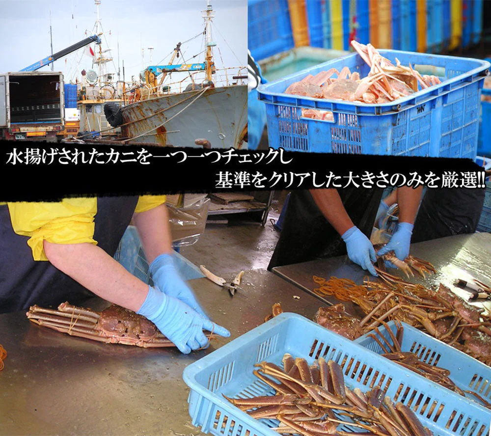 ズワイガニ姿 2尾 ズワイガニ姿ボイル ボイルズワイガニ姿 1.5kg ズワイガニ ずわい蟹 カニ姿 蟹姿 蟹 カニ かに 年末年始 メーカー直送　shr-012