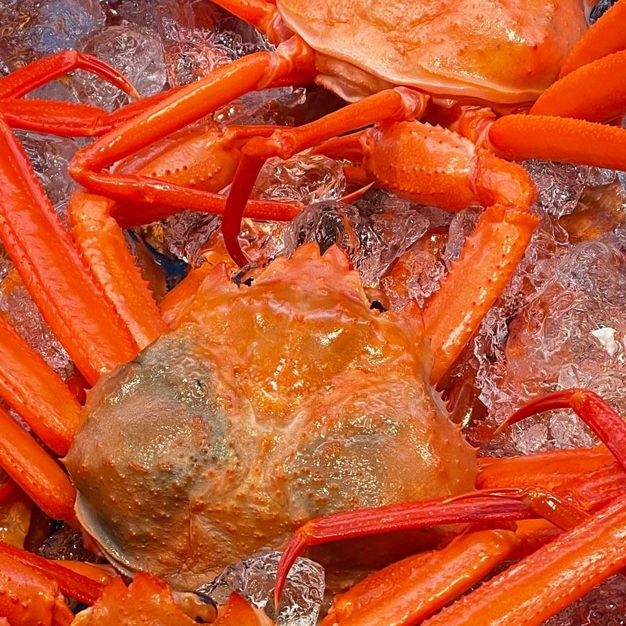 紅ズワイ姿　3.2kg（800g×4尾） 送料無料　蟹味噌　山陰香住港 兵庫県 国産