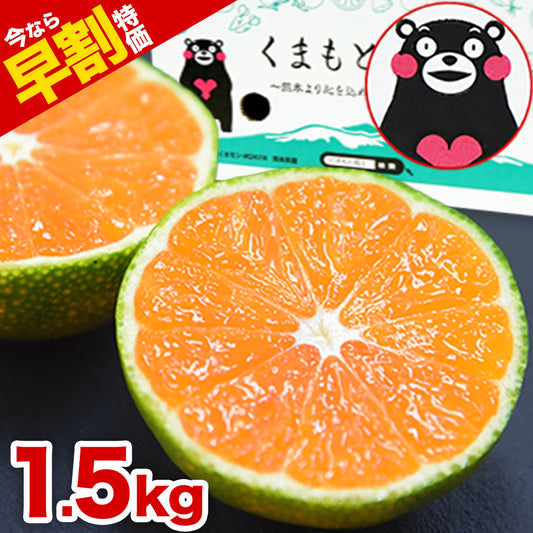 【今なら早割】熊本県産  訳あり 小玉 みかん 1.5kg 送料無料 みかん 小粒 家庭用 箱買い 果物 小粒 熊本 極早生 柑橘 九州 訳アリ だけど 小玉 で 甘い 蜜柑 わけあり 《9月中旬-10月中旬頃より発送予定》