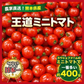 【10営業日以内に発送】たっぷり約400g！（最低380g以上保証）王道ミニトマト 農家直送 日本一の熊本県産（230g～250g＋保証分150g）野菜 青果 フルーツ 訳あり【カウシェファーム収穫対象商品】