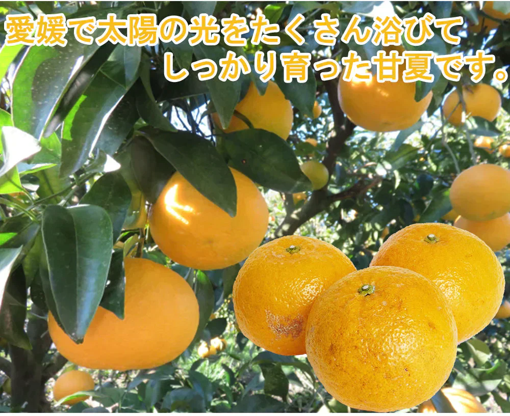 甘夏 訳あり 5kg みかん 蜜柑 ご家庭用 箱買い B品 サイズミックス あまなつ 柑橘 フルーツ 果物 産地直送 愛媛県産 YDF-014