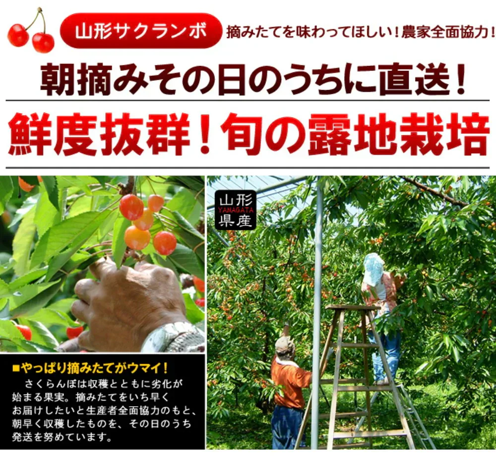 【6月中旬-7月中旬頃発送】山形産 訳あり さくらんぼ Lサイズ 約1kg バラ詰め