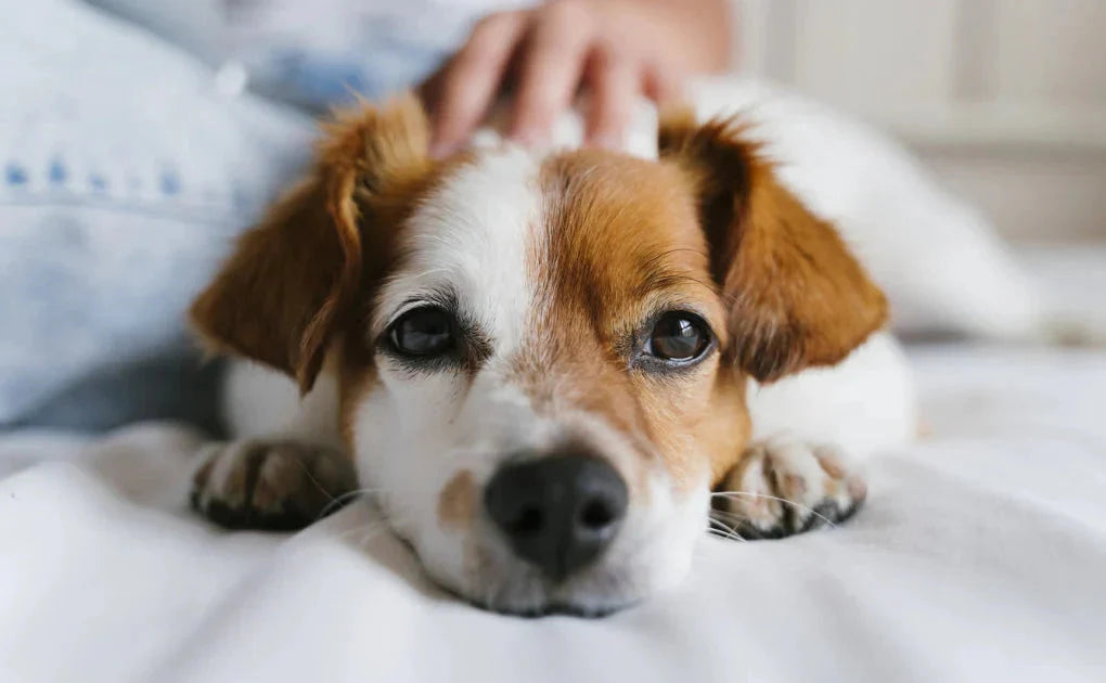 メディムース 犬用健康サポート 6個セット ジャパンペットコミュニケーションズ ドッグフード ムース状 グレインフリー 日本製 シニア犬【メール便送料無料】