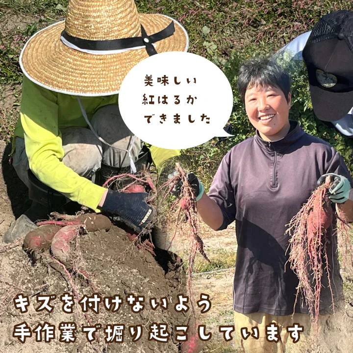 訳あり さつまいも 4kg 農薬不使用 「 佐賀県産 紅はるか 4kg 未選別 詰合せ 家庭用 」送料無料 福祉事業所直営農園栽培