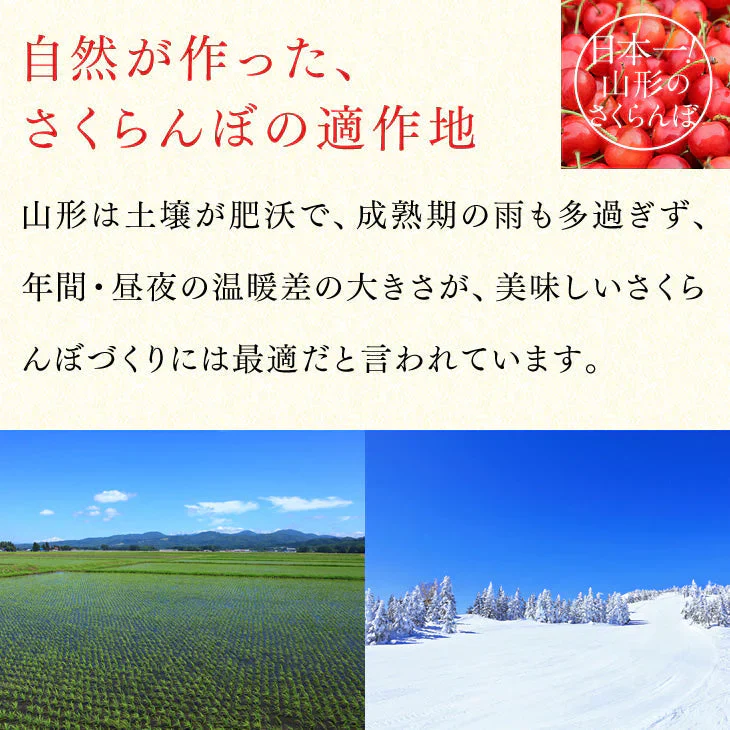 早期予約 さくらんぼ 山形県産 佐藤錦 Lサイズ ご家庭用 200g×2フードパック バラ詰め
