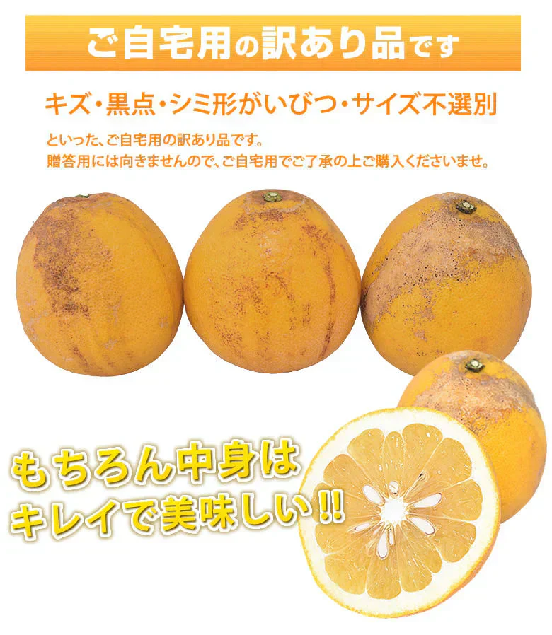 河内晩柑 文旦 みかん 訳あり 和製グレープフルーツ 1.5kg S～3L 晩柑 熊本県産 美生柑 グレープフルーツ