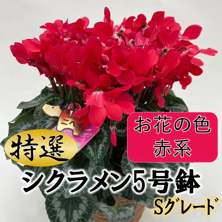 【送料無料】シクラメンＳグレード　赤系【5寸】
