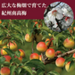 【送料無料】紀州南高梅 つぶれ梅 味梅(はちみつ味) 400g×2袋 ※塩分約8％ 梅干 梅干し　紀州 南高梅 梅 セール はちみつ うめしそ かつお　800g 送料無料