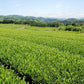 訳あり静岡茶100g×6 茎入茶葉 お茶 お茶の葉 日本茶 緑茶 一番茶 カテキン緑茶 深蒸し茶 お徳用 業務用【エコ得】