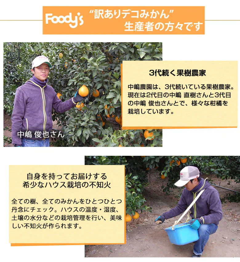 デコポン 同品種 デコみかん 訳あり 送料無料 ハウス栽培 1.5kg みかん 熊本県産 不知火 ミカン 蜜柑