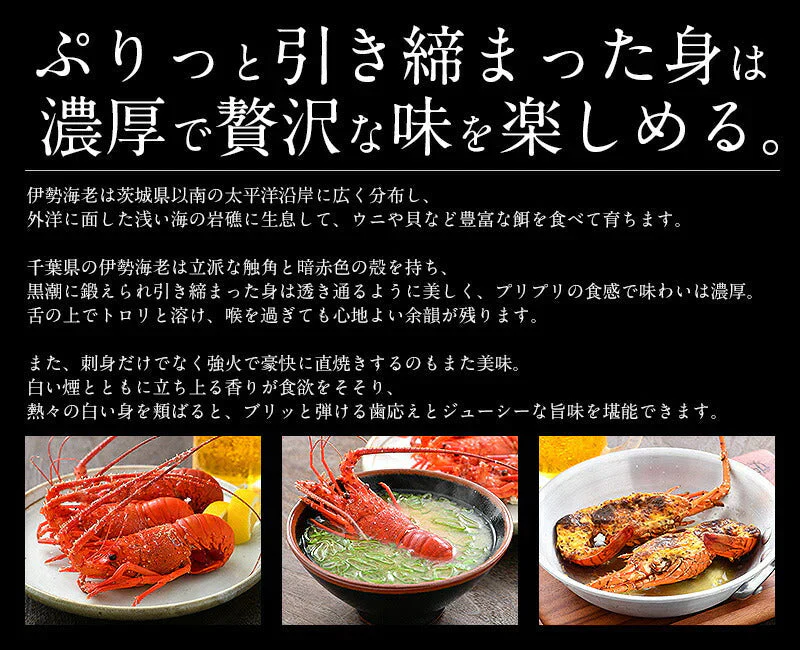 伊勢海老 千葉県産 外房イセエビ 小サイズ×4〜5尾 刺身 冷凍 伊勢エビ 伊勢えび えび エビ 海鮮 魚介 プリプリ 濃厚 グルメ 贈り物 ［送料無料］ 母の日 プレゼント ギフト  母の日思いの 健康 実用的 父の日 子供 孫