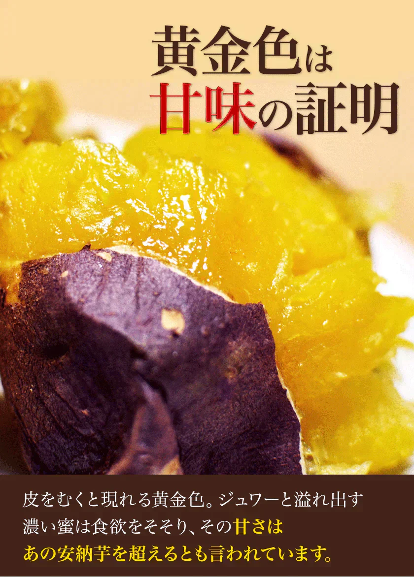 さつまいも 紅はるか べにはるか 1.5kg 送料無料 芋 熊本県産 スイーツ お取り寄せ 《7-14営業日以内に発送予定》