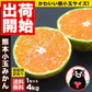 小玉 みかん 訳あり 送料無料 4kg 小粒 ミカン 柑橘 熊本 極早生 3s-sサイズ 家庭用 9月下旬-10月中旬頃より発送予定