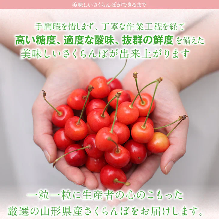 予約商品 さくらんぼ 佐藤錦 ご家庭用 約1kg バラ詰め