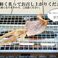 ＜国産するめ100g＞