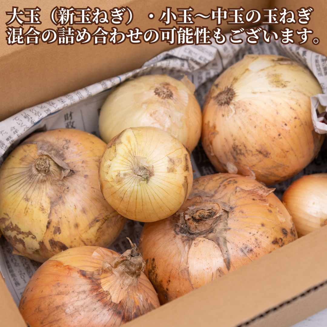 【国産！家計応援価格！】 規格外品_サイズランダムたまねぎ 1.6kg（最低保証1.5kg）玉葱 玉ねぎ タマネギ サラダ カレー 和食 野菜 惣菜 送料無料【カウシェファーム収穫対象商品】