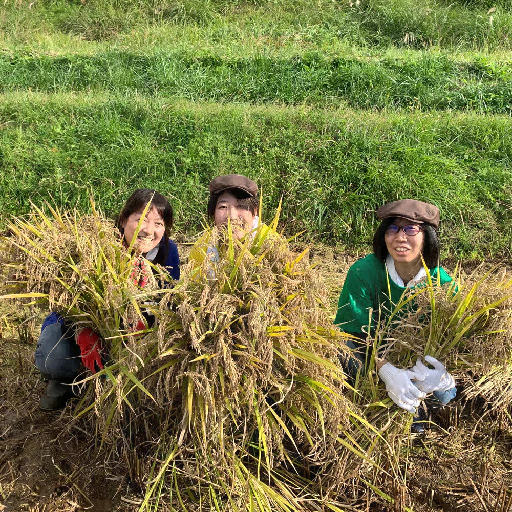 【精米セット】秋田県産あきたこまち 900g & ミルキークイーン 900g 令和5年産【古代米プレゼント付き】