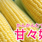 【6月発送】送料無料 とうもろこし 甘々娘 2キロ 朝採り 生で食べられるとうもろこし 甘々娘 かんかんむすめ フルーツコーン スイートコーン【エコ得】
