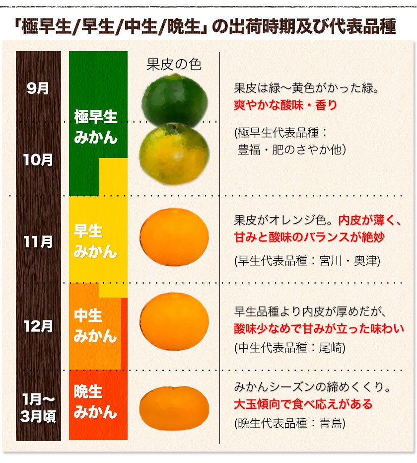 熊本 みかん 訳あり 9kg 熊本県産 熊本 小玉 不選別 みかん 家庭用 送料無料 早生 ミカン フルーツ お取り寄せ 柑橘 フルーツ 果物  《10月中旬-11月中旬に出荷予定》