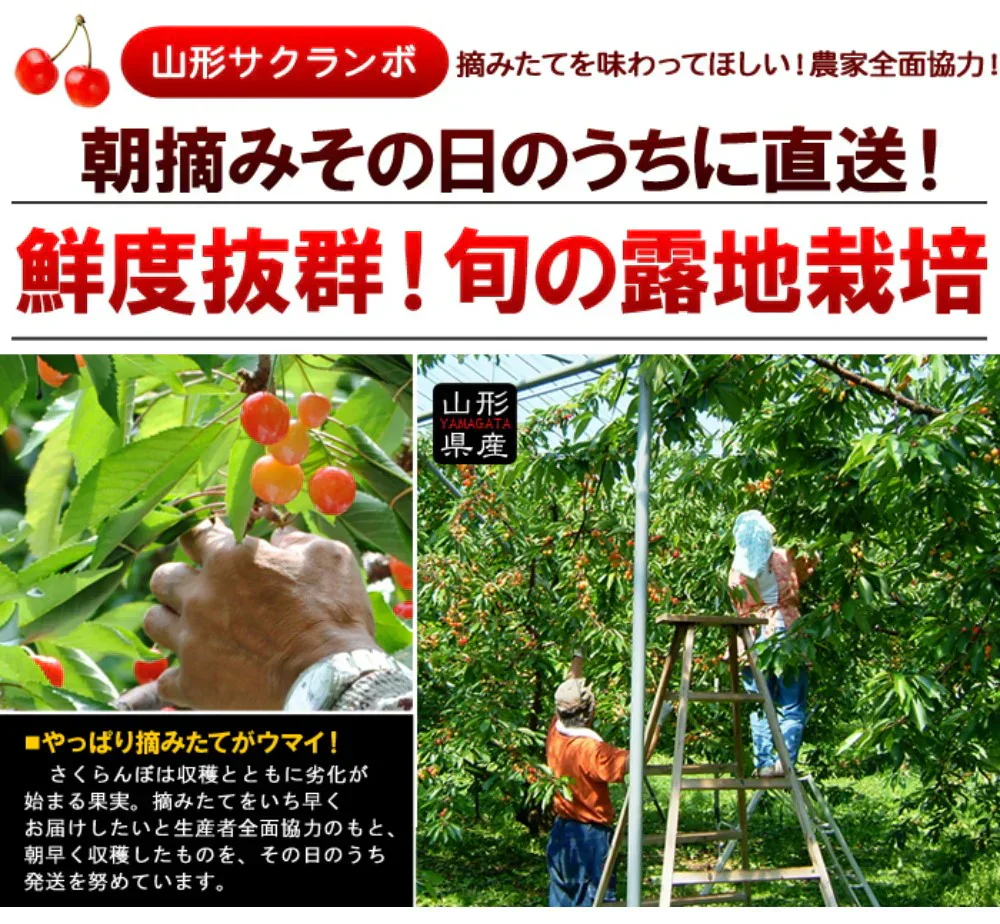 【6月中旬-7月中旬頃発送】山形産 訳あり さくらんぼ Mサイズ 約1kg バラ詰め