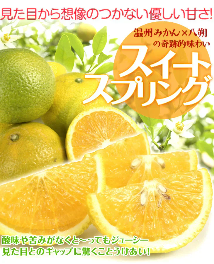 スイートスプリング　熊本産　みかん　10kg　ご家庭用