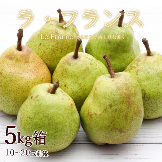 【11月中旬-12月下旬頃ご注文受付順次】洋梨　ラフランス　約5kg（10-20玉前後）産地箱詰め　山形県産　西洋梨　なし　ようなし