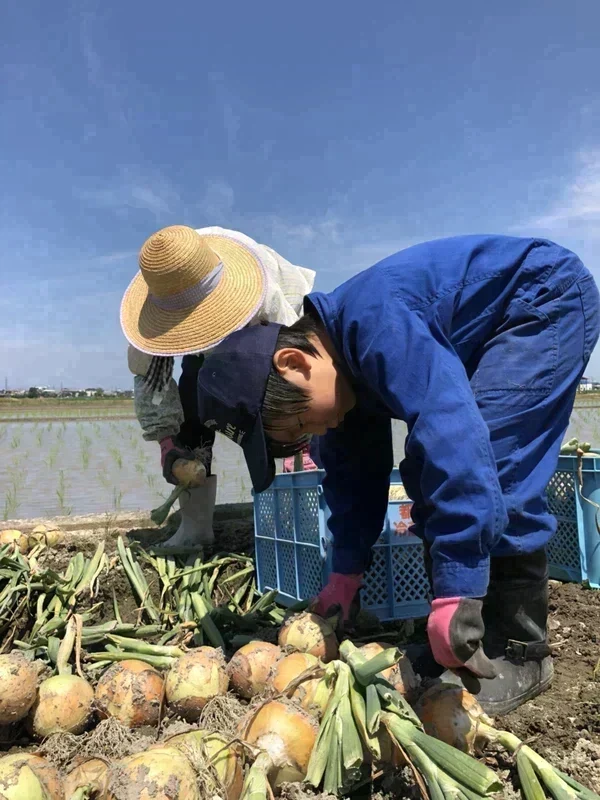 【訳あり】(塩栽培)淡路島産ソルティ玉ねぎ10キロ　美味しいさ甘さグー