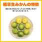 みかん 訳あり 送料無料 5kg 熊本みかん 熊本県産 極早生みかん 蜜柑 ミカン